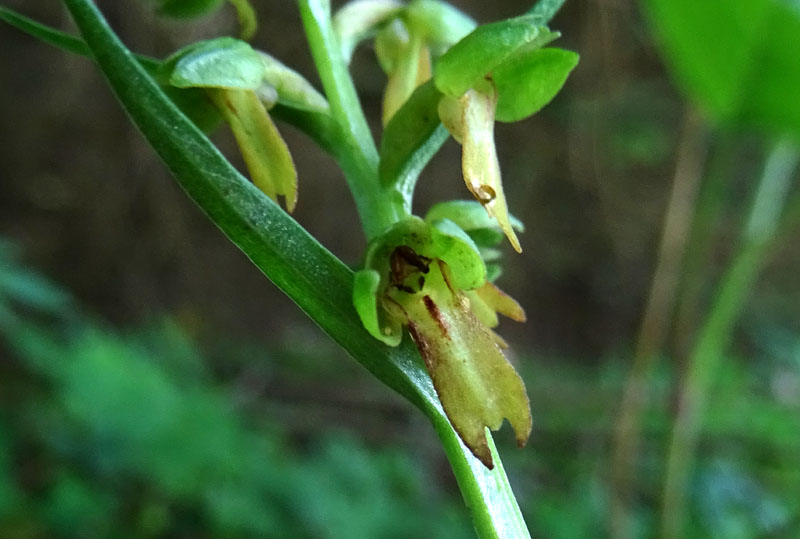 Coeloglossum viride..........Aldino (BZ)